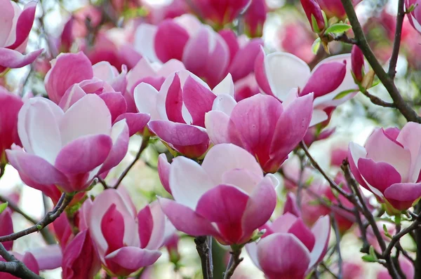 stock image Pink magnolia blossom