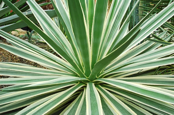 stock image Succulent plant agave