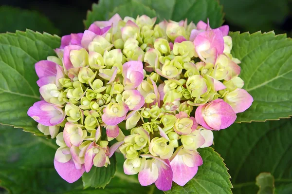 stock image Hydrangea blossom