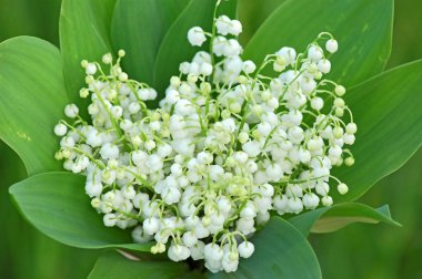 Lily of the valley (convallaria majalis) clipart