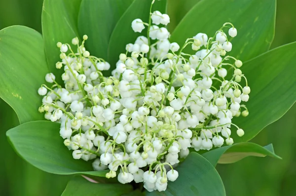 Liljekonvalj (convallaria majalis)) — Stockfoto