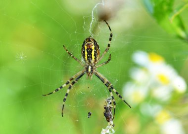 Kurbanla WASP örümcek (Argiope bruennichi)