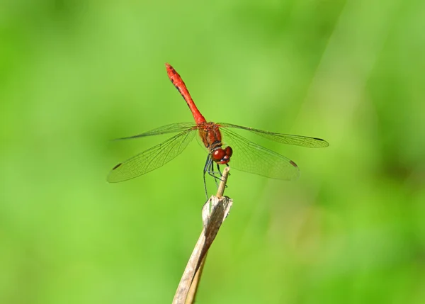 stock image Dragonfly