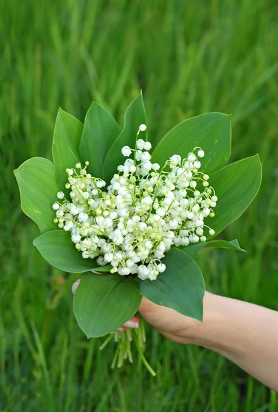 stock image Lily of the valley (convallaria majalis) in hand