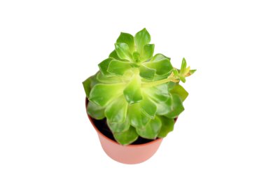 etli bitki sempervivum