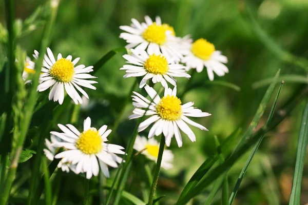 stock image Summer flowers on the field