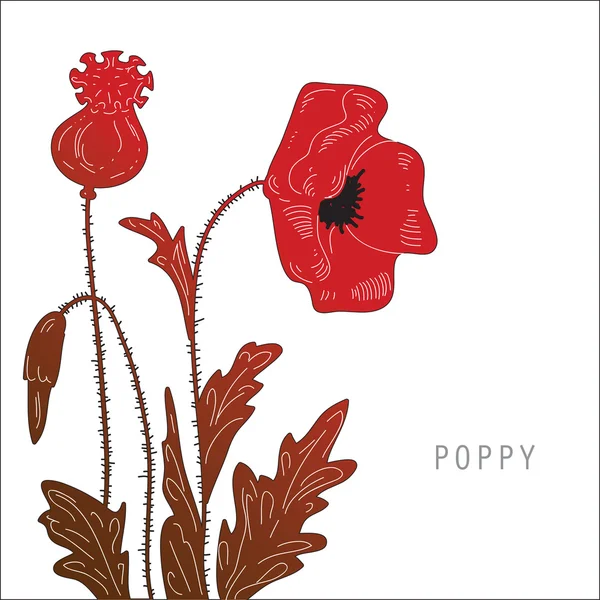 Poppy flower — Stock Vector