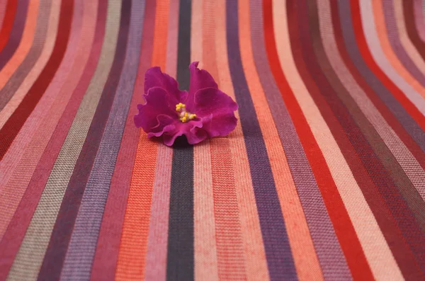 Violet flower on a striped background — Stock Photo, Image
