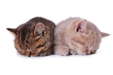 İki İngiliz yavru kedi uyku