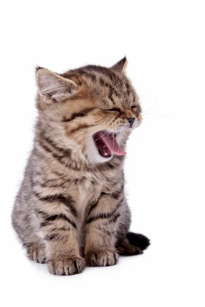 ストライプ子猫あくび — ストック写真