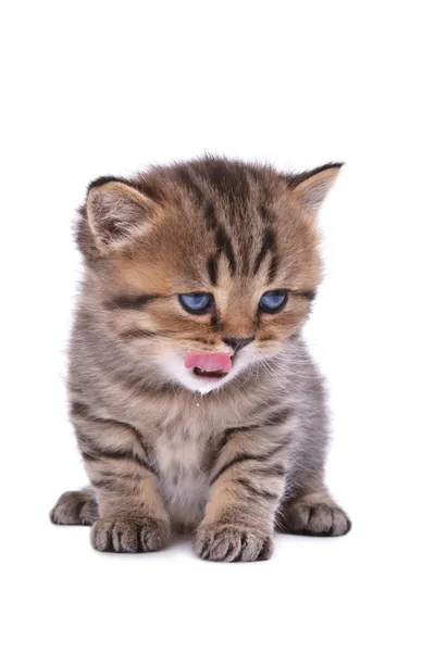 Çizgili İngiliz yavru kedi — Stok fotoğraf