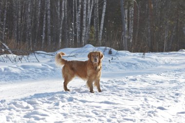 Portrait of a gold retriever in the nature on snow clipart