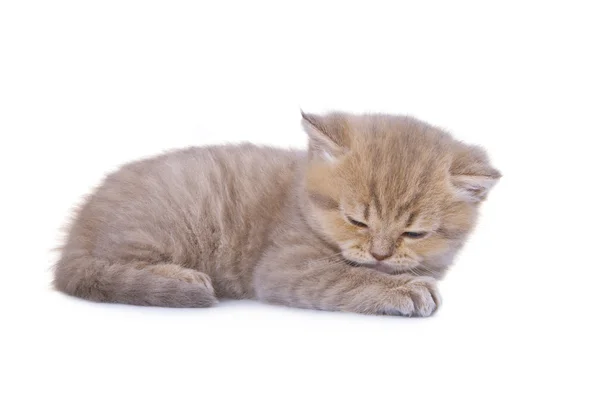 白で隔離されるイギリスの子猫 — ストック写真