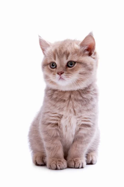 イギリスの品種の若い猫 — ストック写真