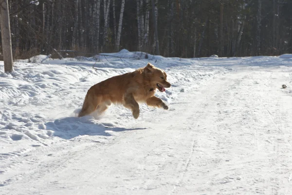 Golden retriever dog in jump above snow — Stock Photo, Image