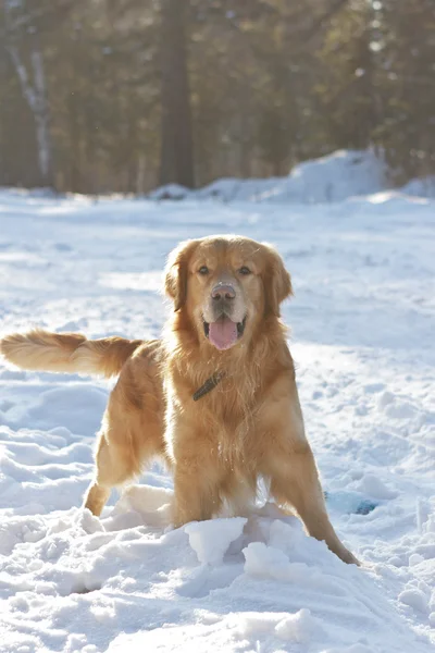 Portrait the Retriever in park with back light — Stock Photo, Image