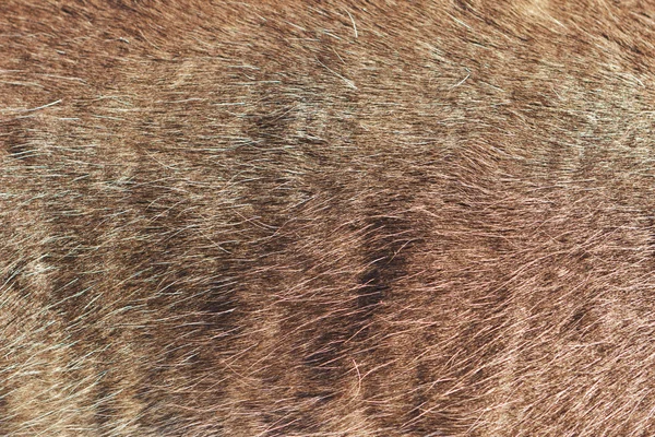 Pelle di cervo del Nord — Foto Stock