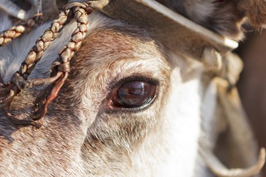 Eye of a reindeer clipart