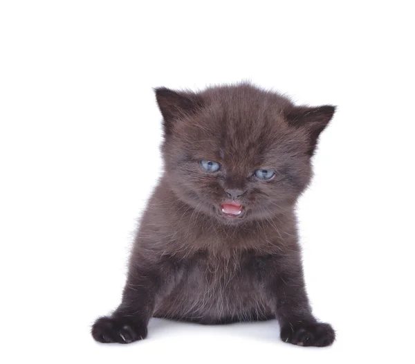白い背景に黒いイギリス子猫 — ストック写真