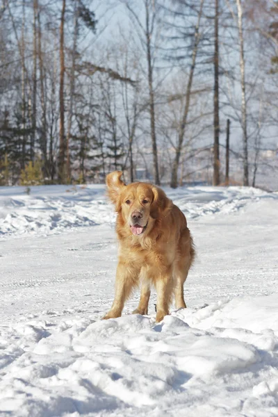 Belo cão Golden Retriever jogando na neve branca — Fotografia de Stock