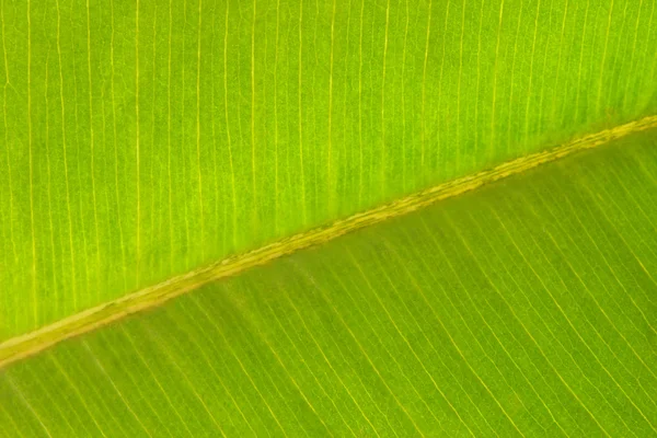Grön blad bakgrund struktur — Stockfoto