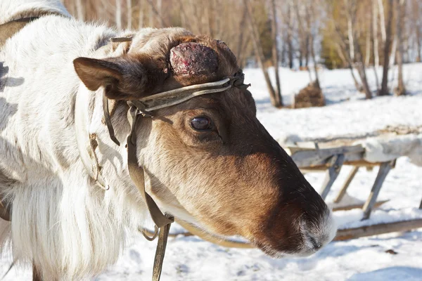 Jovem rena macho com os chifres desaparecidos e feridas no — Fotografia de Stock