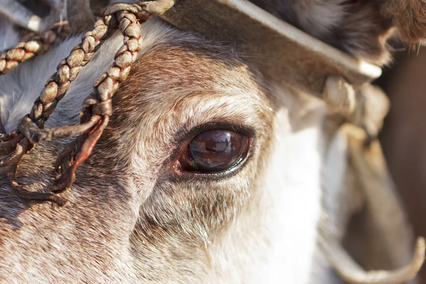 stock image Eye of a reindeer