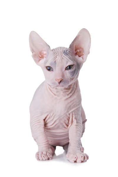 Sphinx katt — Stockfoto