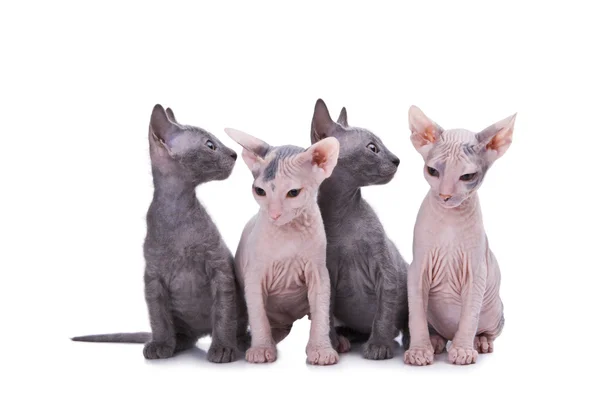 Sfenks kedileri — Stok fotoğraf