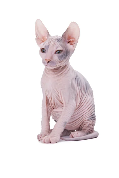 Sfenks kedisi — Stok fotoğraf