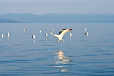 Seagull soaring in the blue sky clipart