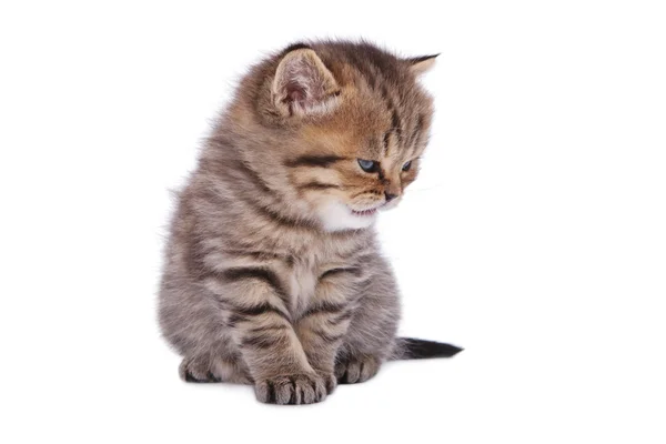아름 다운 줄무늬 고양이 앉아 하나 — 스톡 사진