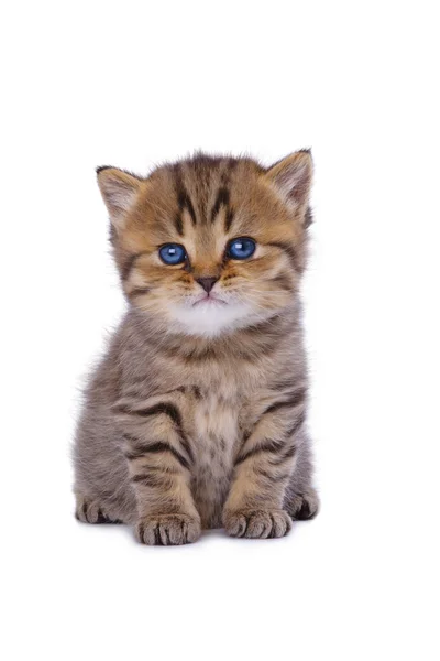 El gatito británico rayado se sienta exactamente —  Fotos de Stock