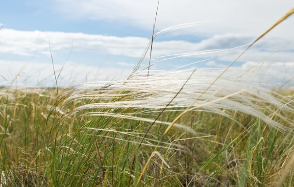 Feather grass in wind against blue sky — Stock Photo, Image