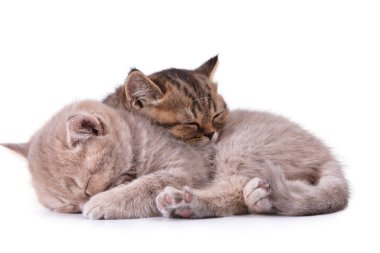 İki İngiliz yavru kedi üzerinde beyaz izole