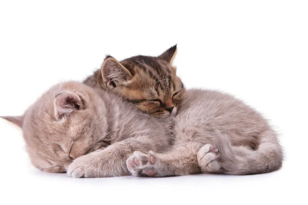 白で隔離されるイギリスの 2 つの子猫 — ストック写真