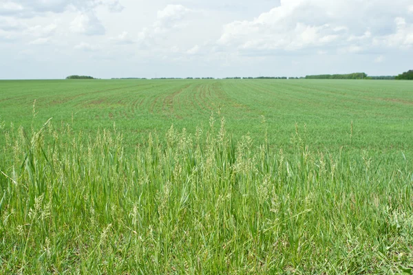 Grama selvagem à beira de um campo de trigo — Fotografia de Stock