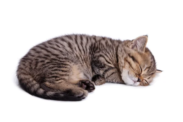 Красивый полосатый котёнок — стоковое фото