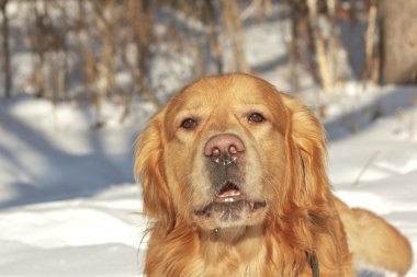 Portrait of gold retriever in the nature