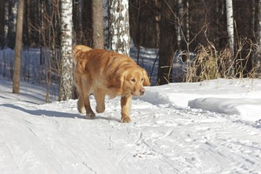 The beautiful golden retriever runs on the road in winter