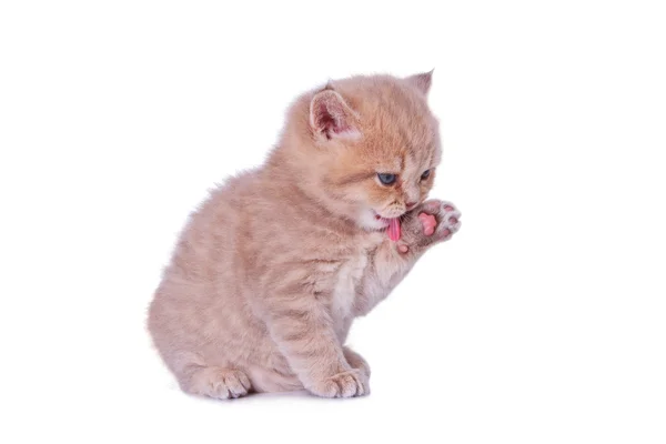 İngiliz kedi pençe ağızlık ile yıkar — Stok fotoğraf