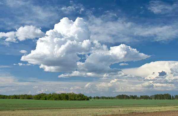 Nuvens de cúmulo sobre a floresta — Fotografia de Stock