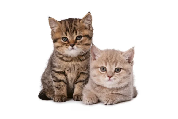 Dwa piękne kocięta brytyjskie — Zdjęcie stockowe