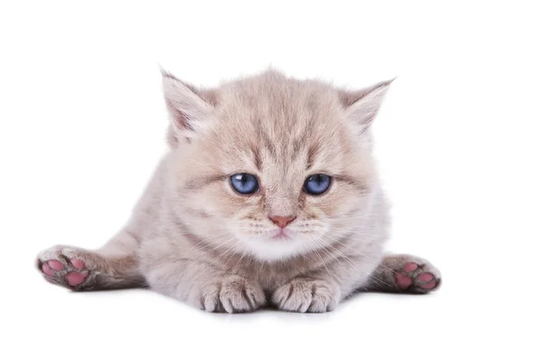 Blue-eyed British kitten of gray color — Stok fotoğraf