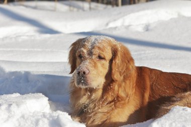 Park, namlu içinde kar retriever portresi