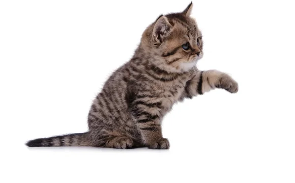 The striped kitten plays paw — Stock Photo, Image