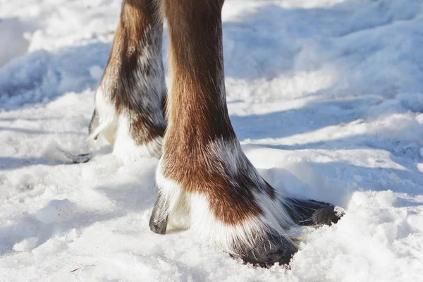 Feet of reindeer — Stock Photo, Image