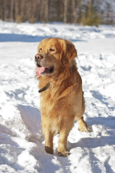 Portrait of gold retriever in the nature on snow — Stock Photo, Image