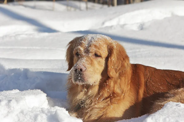 Portrait of retriever in park, muzzle in snow — Stock Photo, Image