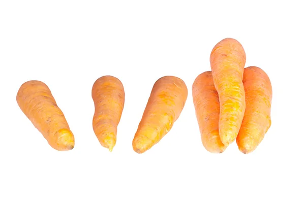 Спелая морковка из сада — стоковое фото